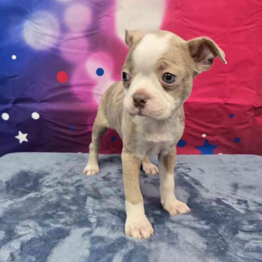 Male Boston Terrier Puppy for Sale in Virginia Beach, VA