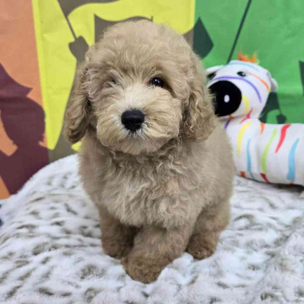 Male Mini Poodle Puppy for Sale in Virginia Beach, VA