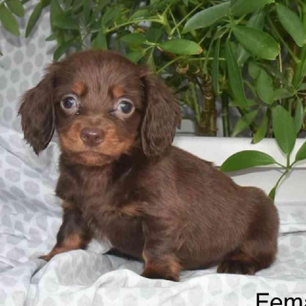 Female Dachshund Puppy for Sale in Virginia Beach, VA