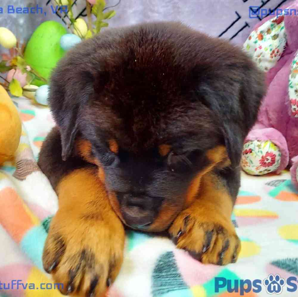 Female Rottweiler Puppy for sale