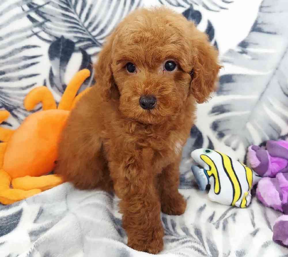 Male Mini Poodle Puppy for sale