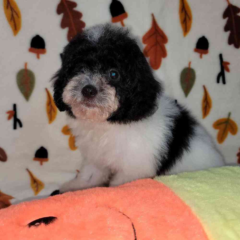 Male Teddypoo Puppy for sale