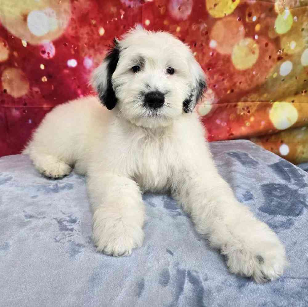 Male Portuguese Water Dog Puppy for Sale in Virginia Beach, VA