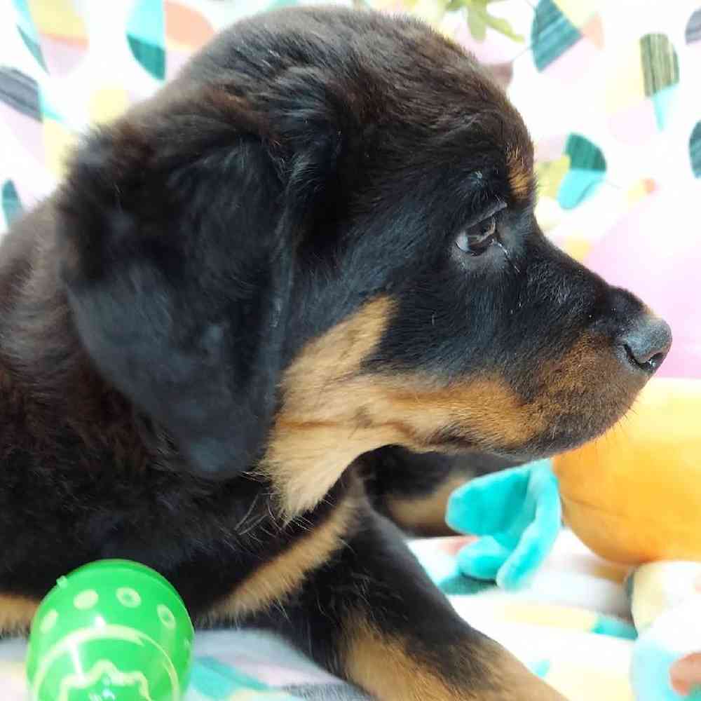 Female Rottweiler Puppy for sale