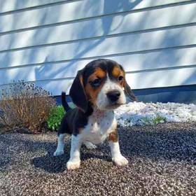 Beagle