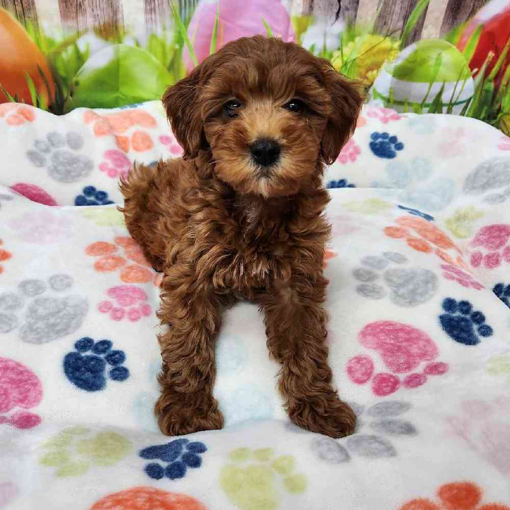 Female Mini Goldendoodle Puppy for Sale in Virginia Beach, VA