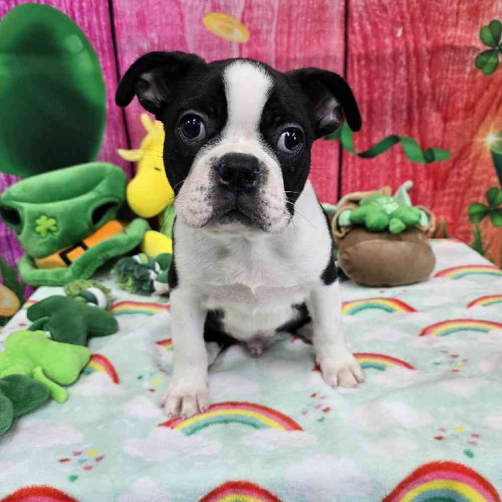 Male Boston Terrier Puppy for Sale in Virginia Beach, VA