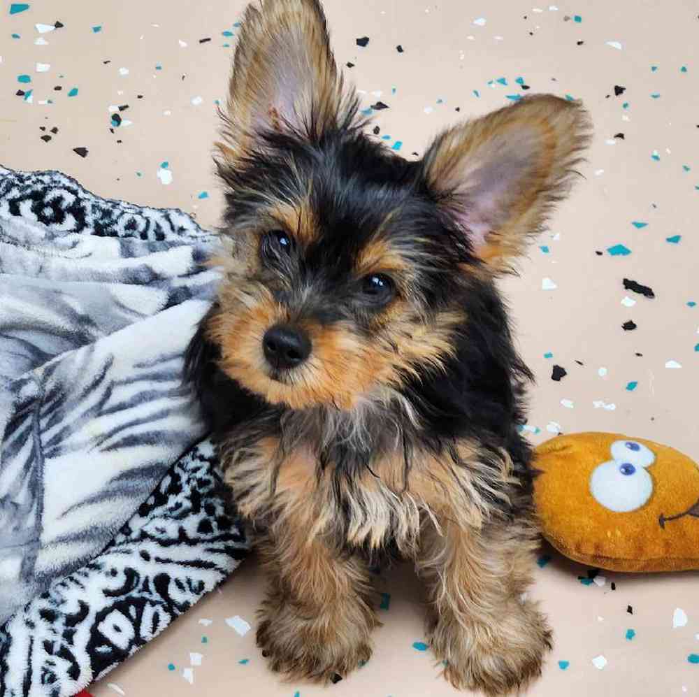 Male Yorkie Puppy for Sale in Virginia Beach, VA