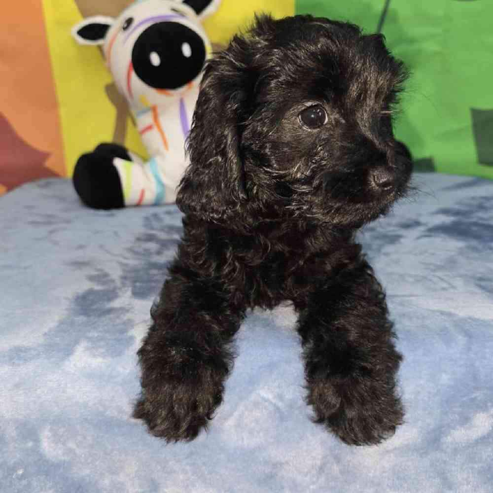 Female Cavapoo Puppy for Sale in Virginia Beach, VA