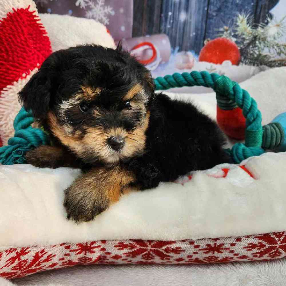 Female Morkie Puppy for Sale in Virginia Beach, VA