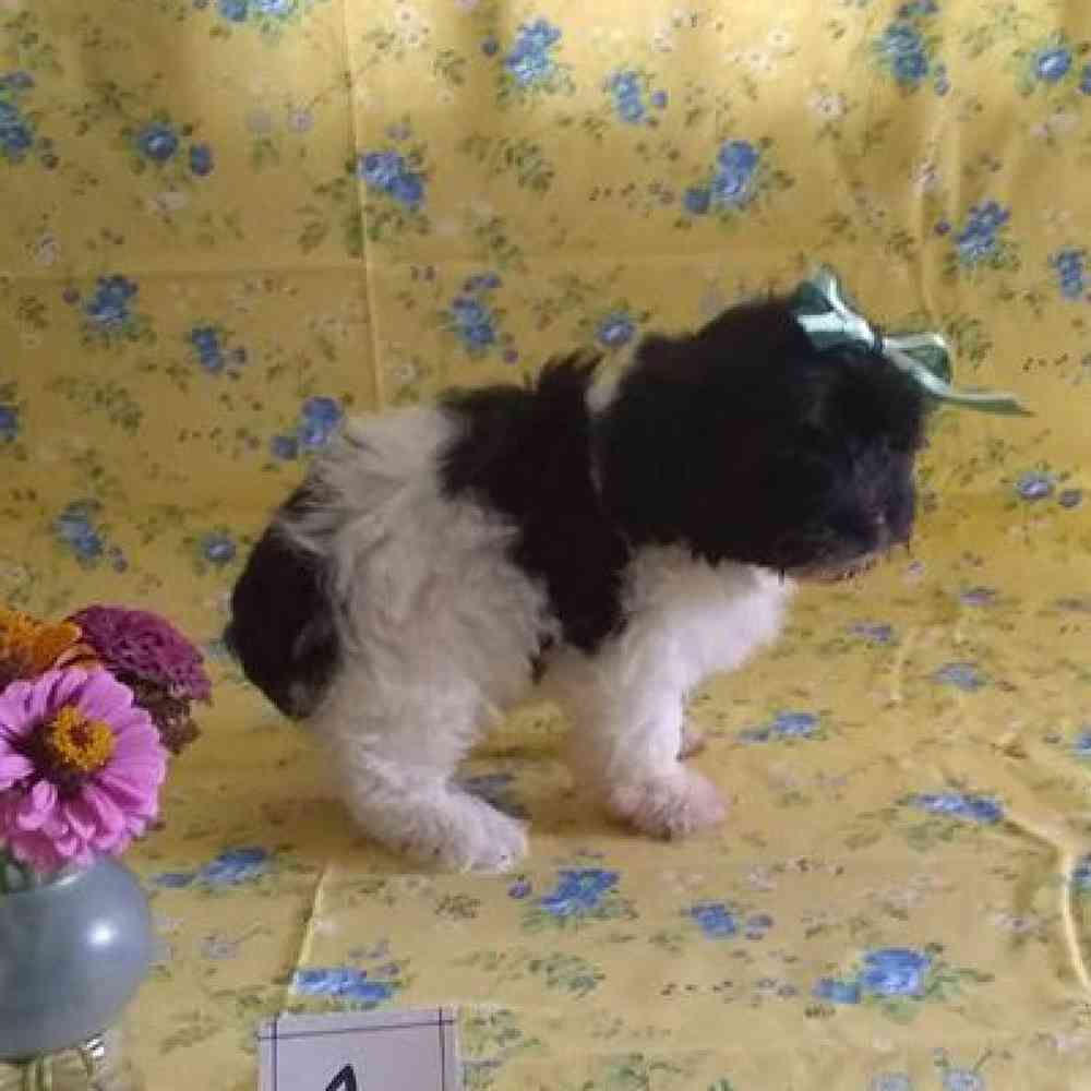 Male Havapoo Puppy for sale