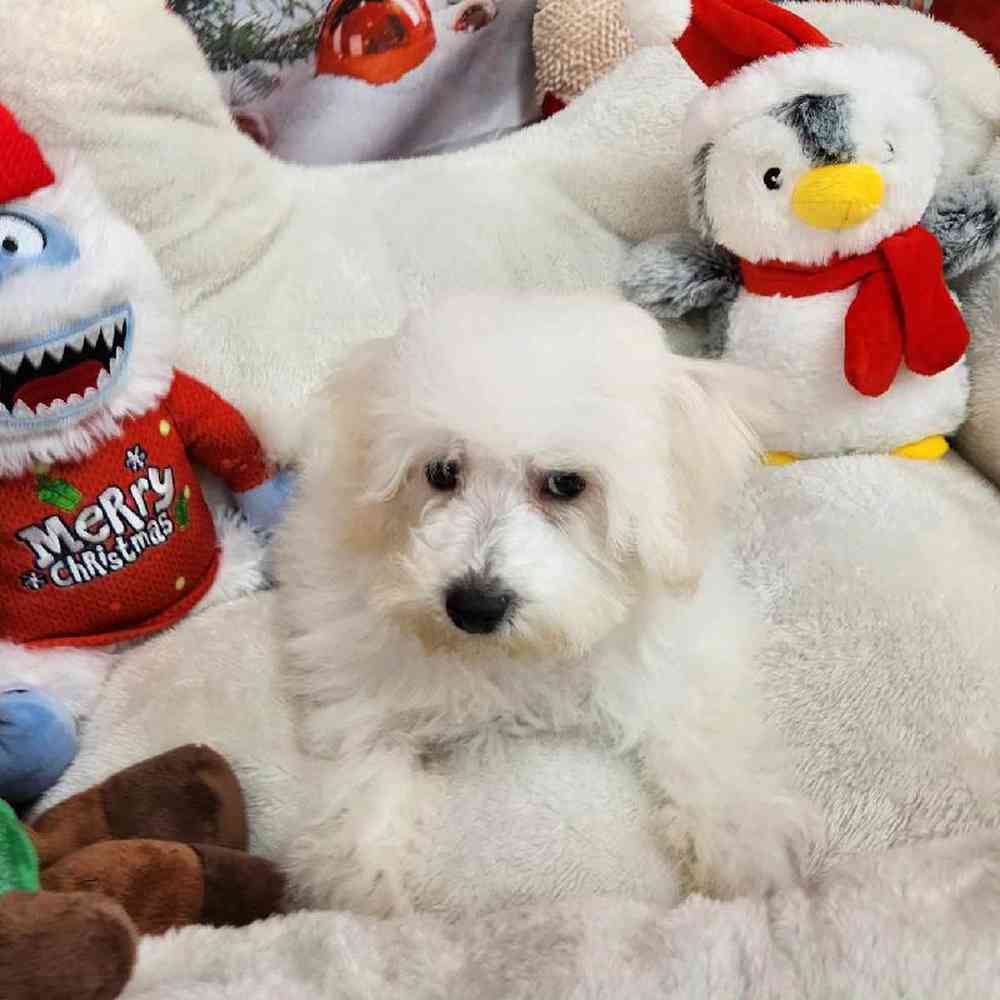 Male Bichon Puppy for Sale in Virginia Beach, VA