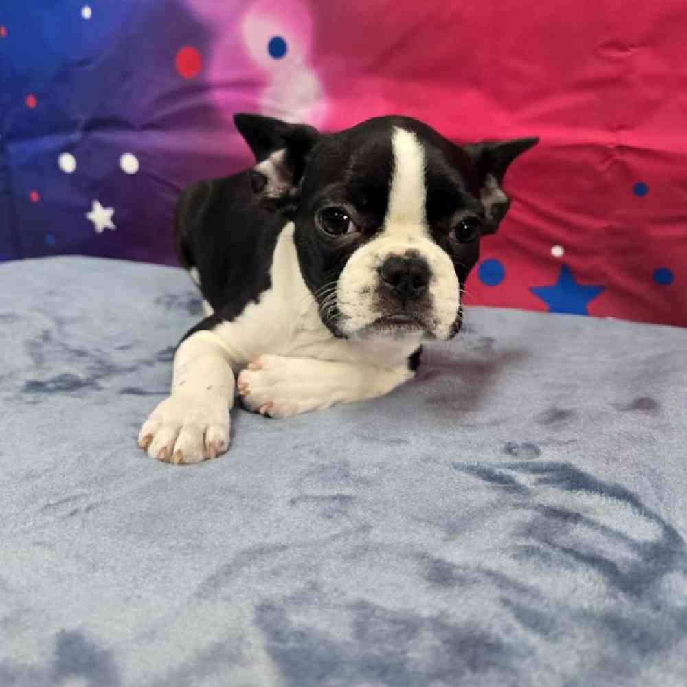 Female Frenchton Puppy for Sale in Virginia Beach, VA