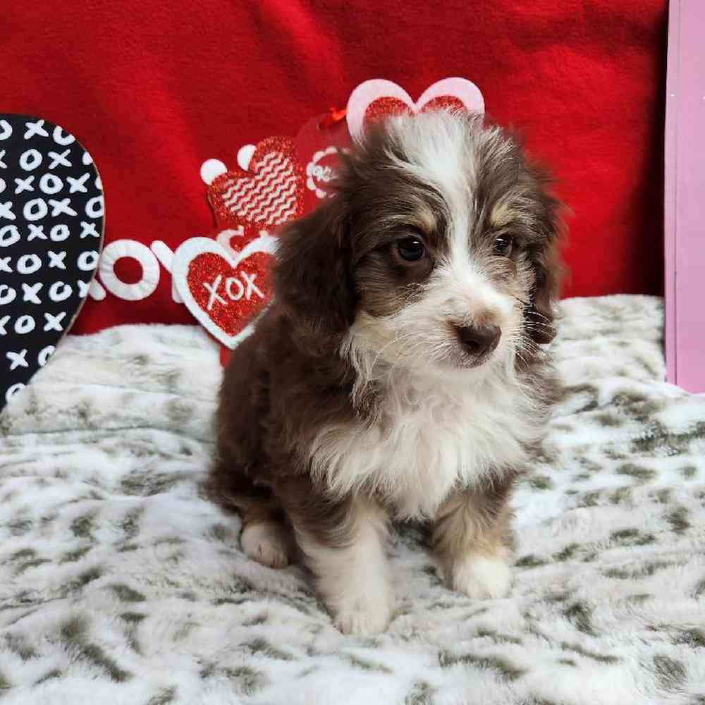 Female Mini Aussiedoodle Puppy for Sale in Virginia Beach, VA