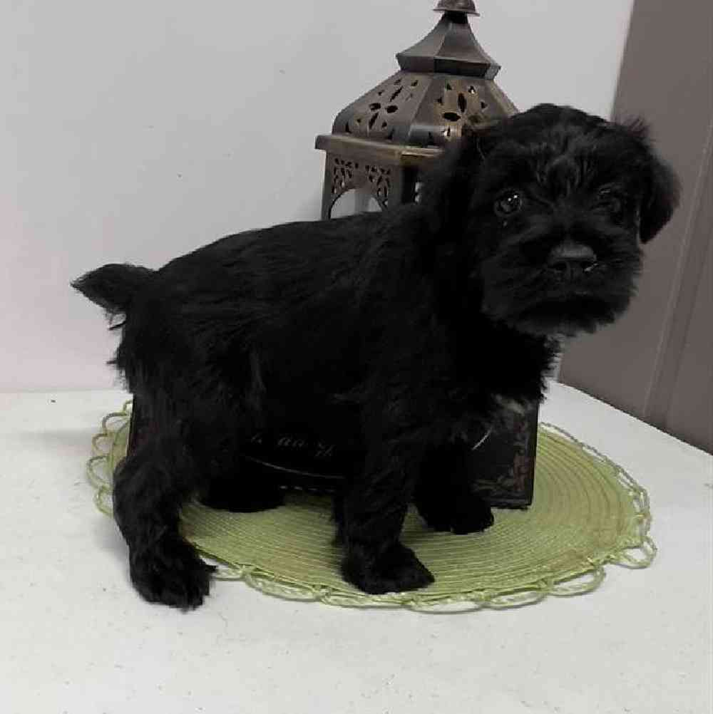 Male Mini Schnauzer Puppy for Sale in Virginia Beach, VA