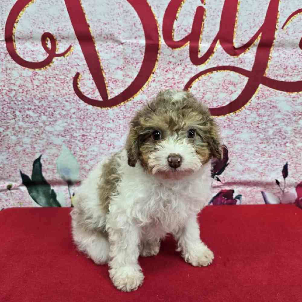 Male Havapoo Puppy for Sale in Virginia Beach, VA