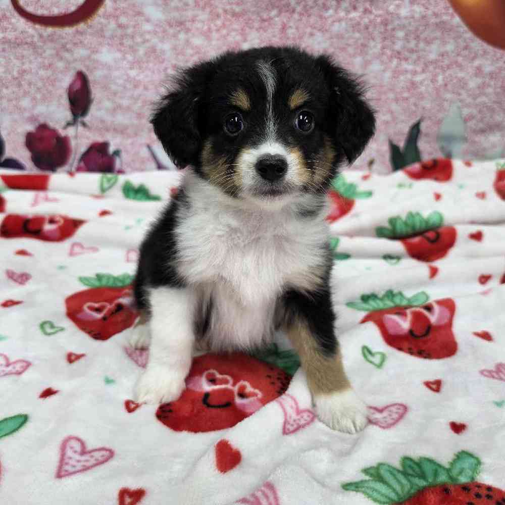 carousel pet images