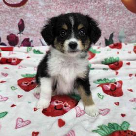 Mini Aussie