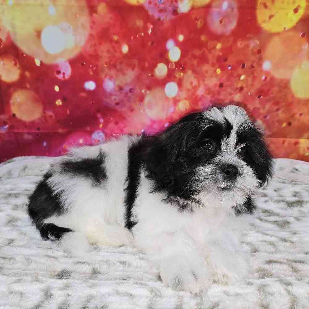 Male Malshi Puppy for Sale in Virginia Beach, VA
