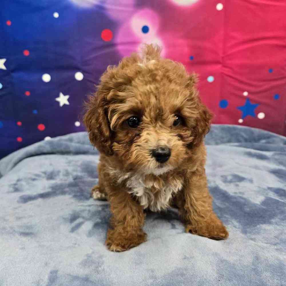 Female Cavapoo Puppy for Sale in Virginia Beach, VA
