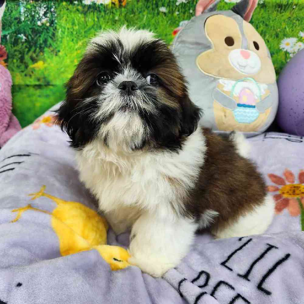 Male Shih Tzu Puppy for Sale in Virginia Beach, VA