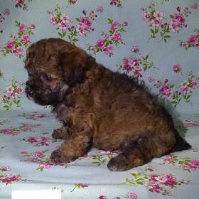 Morkiepoo