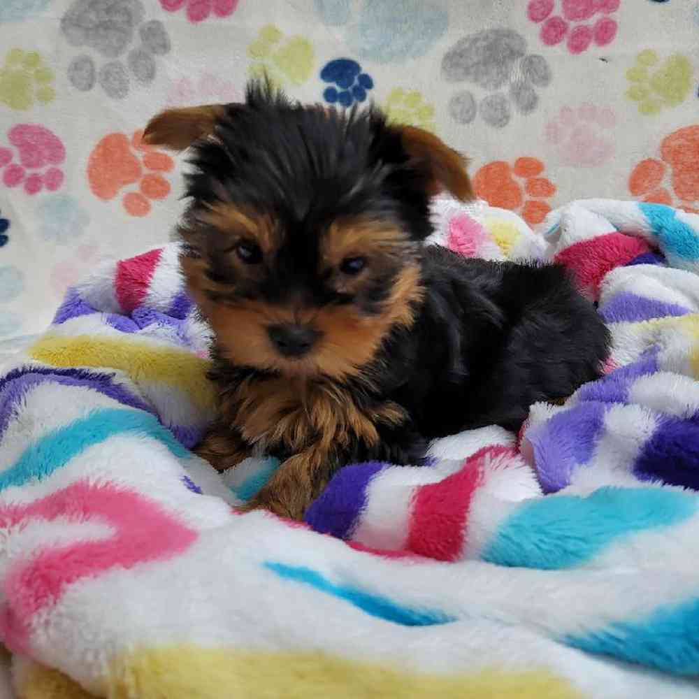 Male Yorkie Puppy for Sale in Virginia Beach, VA