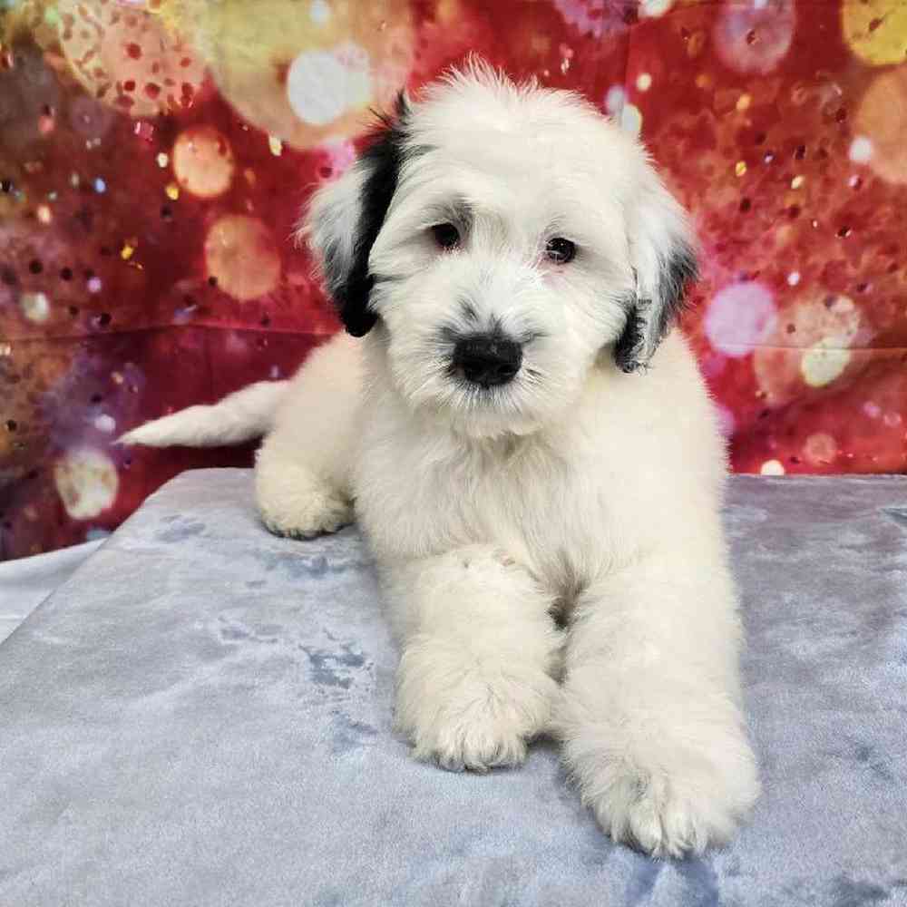 Male Portuguese Water Dog Puppy for Sale in Virginia Beach, VA