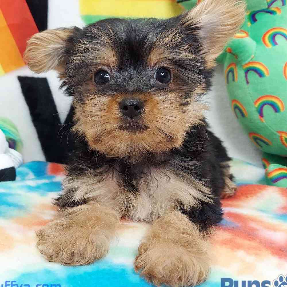 Male Yorkie Puppy for sale