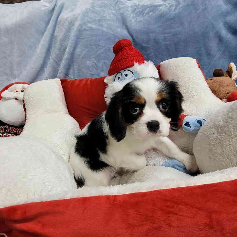 Male Cavalier King Charles Spaniel Puppy for Sale in Virginia Beach, VA