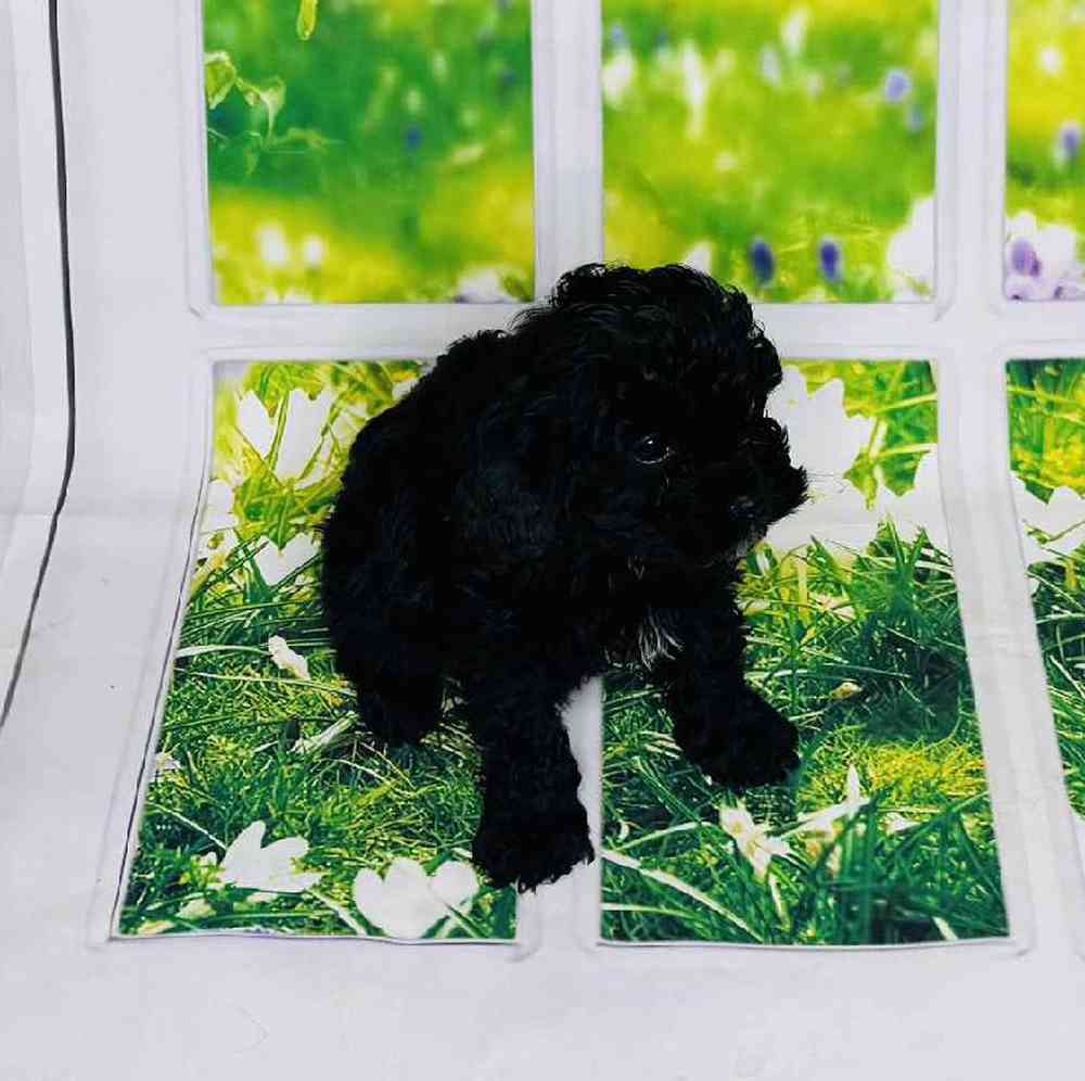 Female Cavapoo Puppy for Sale in Virginia Beach, VA