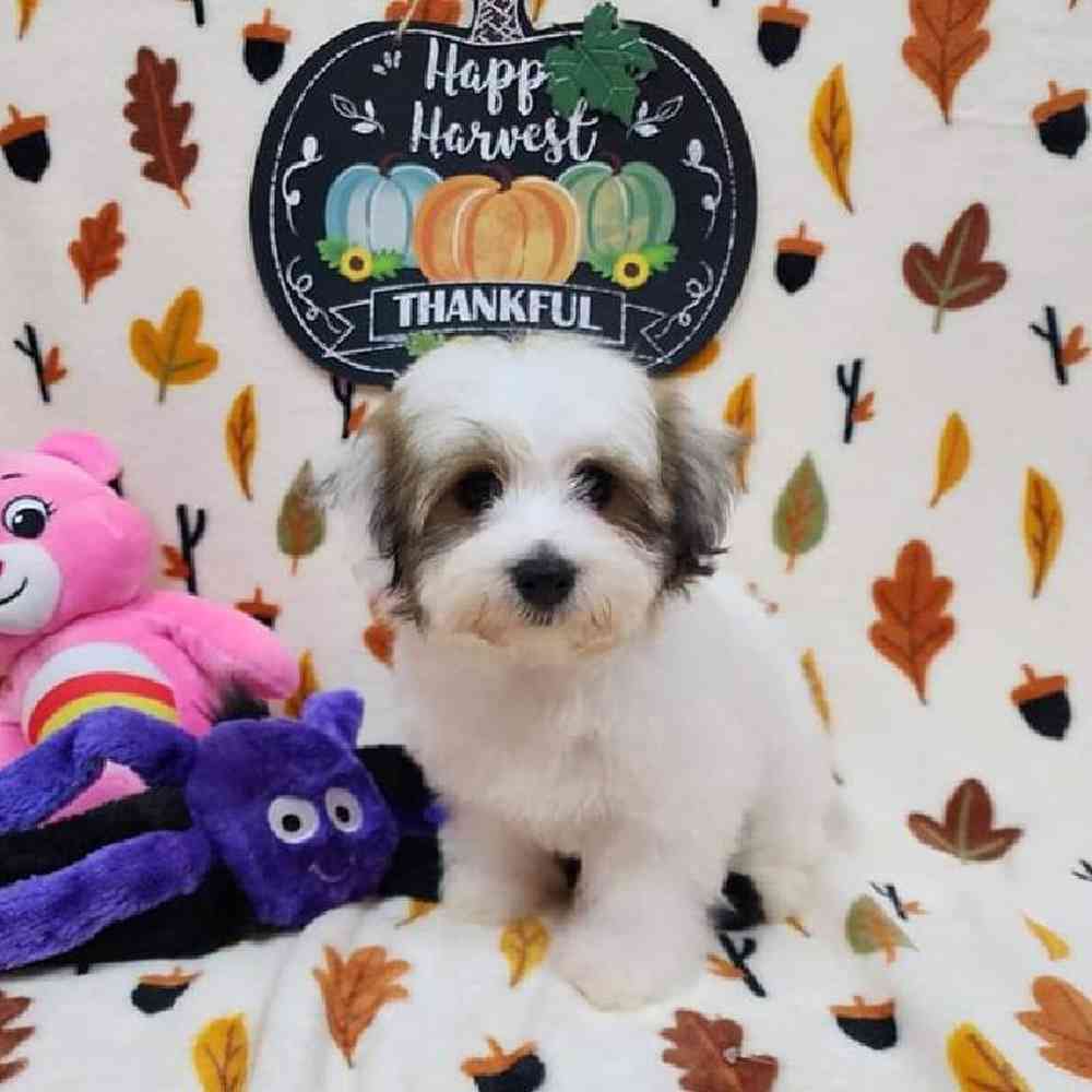 Male Havapoo Puppy for sale