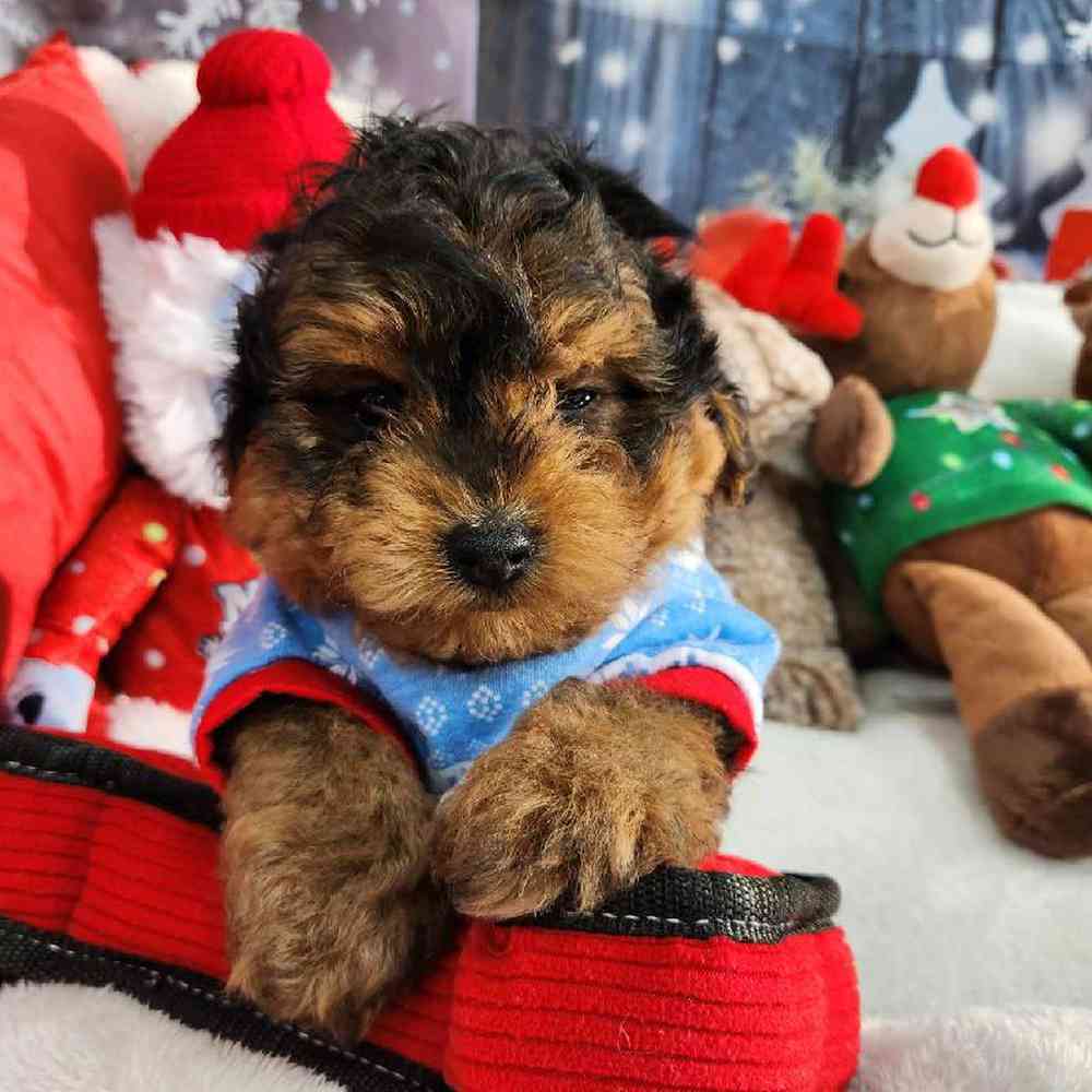 Male Yorkie-Poo Puppy for Sale in Virginia Beach, VA