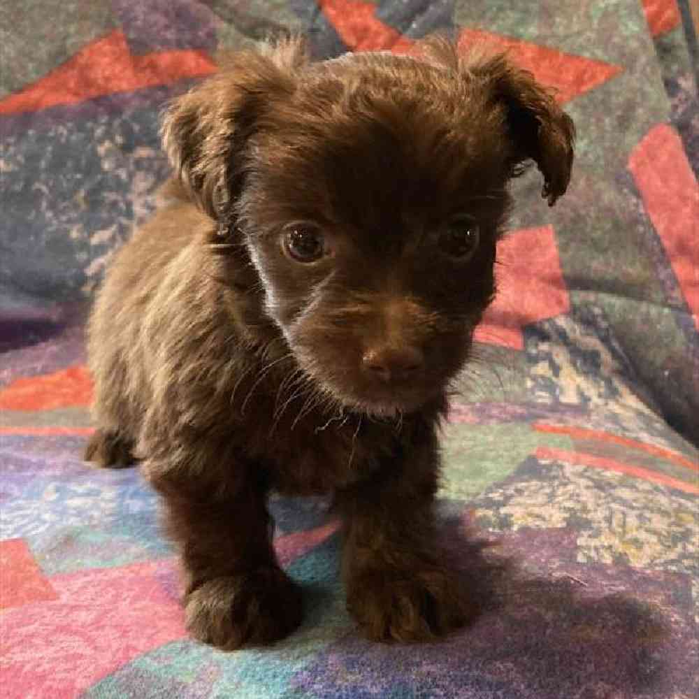 Female Silky-Poo Puppy for sale