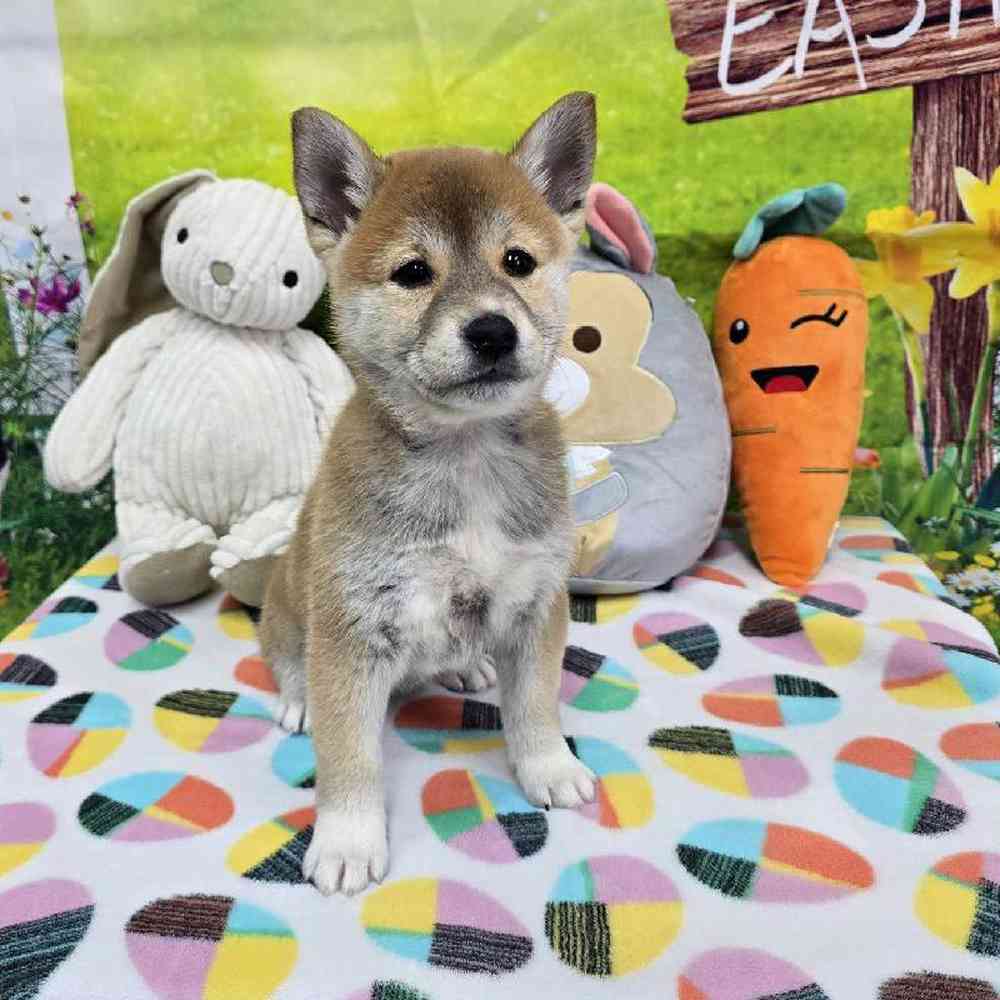 Female Shiba Inu Puppy for Sale in Virginia Beach, VA