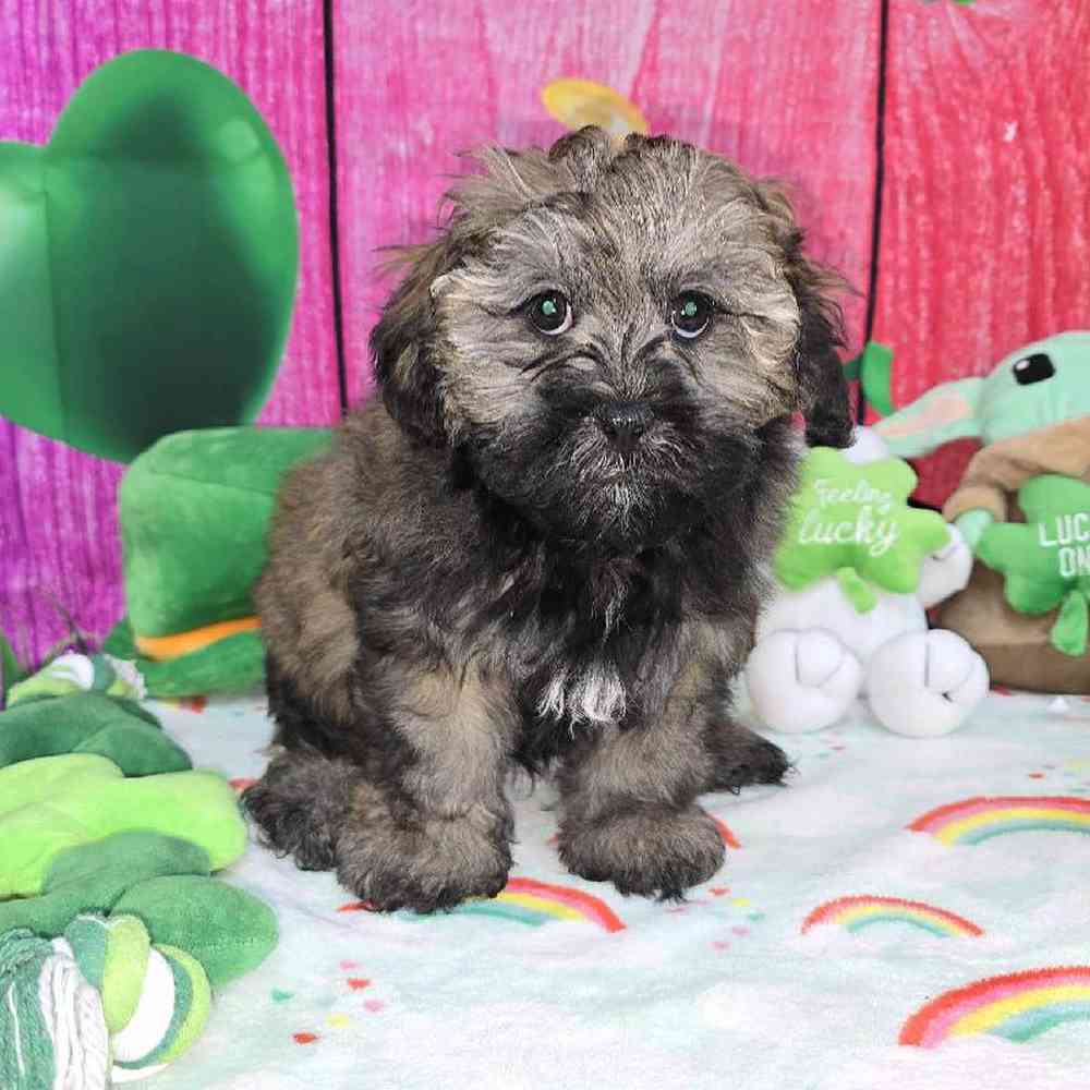 Male Shipoo Puppy for Sale in Virginia Beach, VA