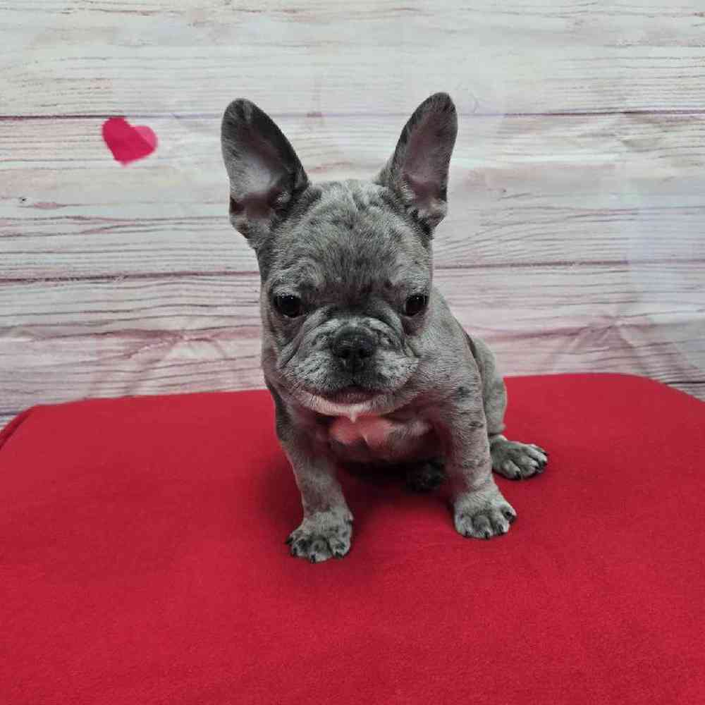 Male French Bulldog Puppy for Sale in Virginia Beach, VA