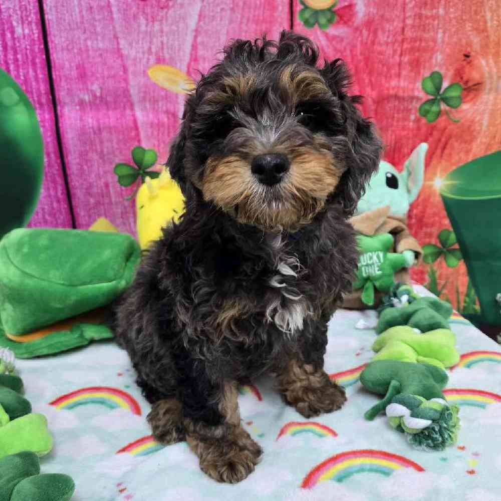 Male Mini Bernadoodle Puppy for Sale in Virginia Beach, VA