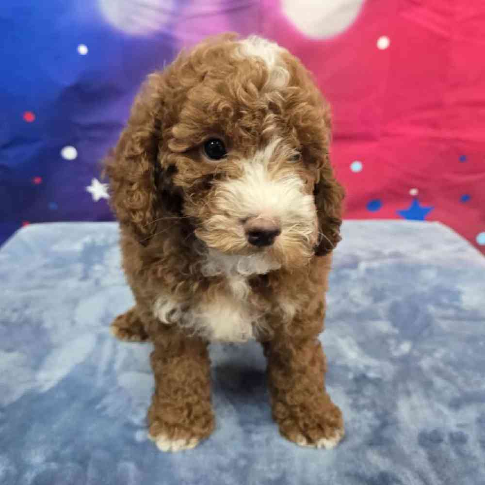 Male Poodle Puppy for Sale in Virginia Beach, VA