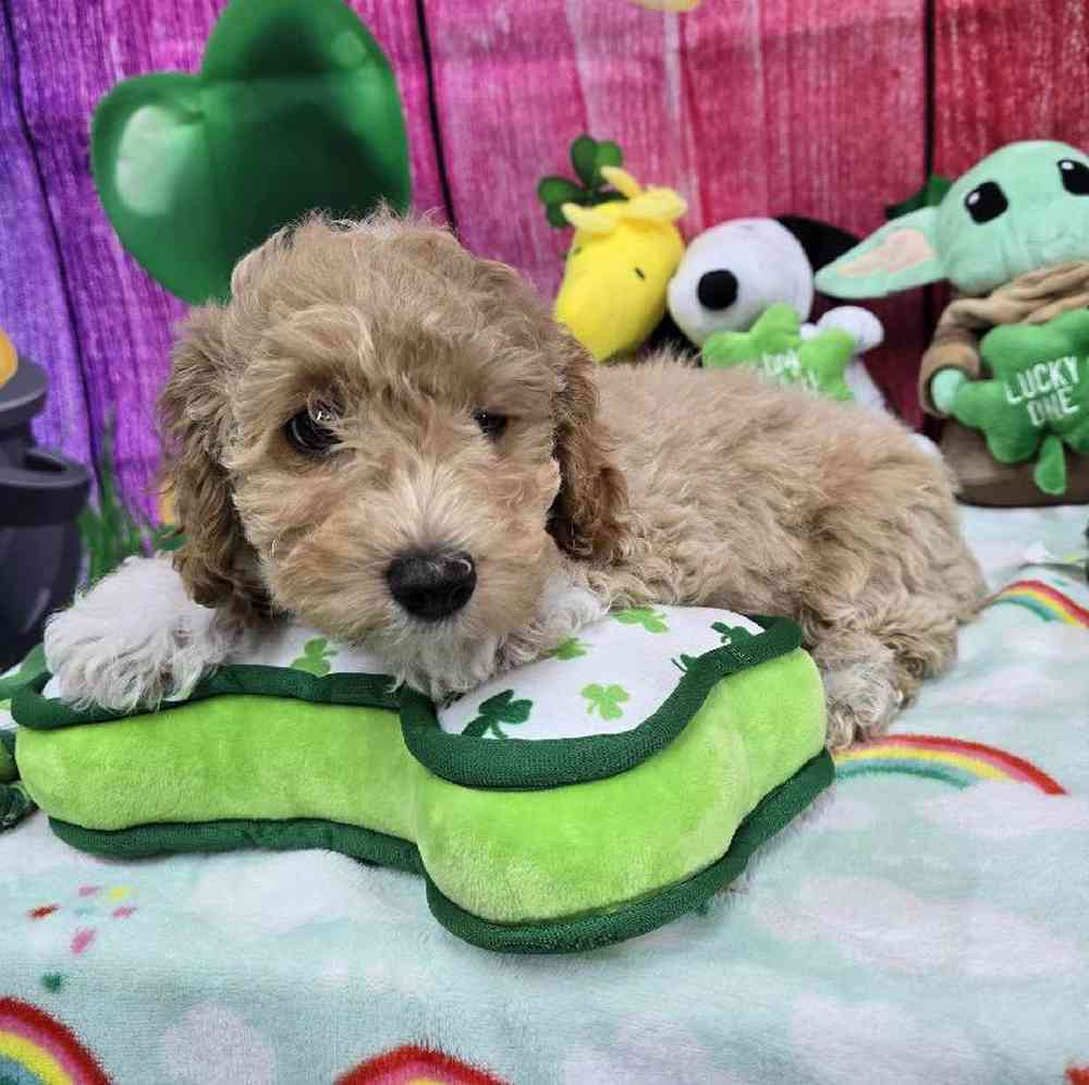 Male Bichonpoo Puppy for Sale in Virginia Beach, VA