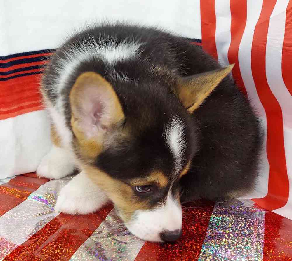 Male Pembroke Welsh Corgi Puppy for sale
