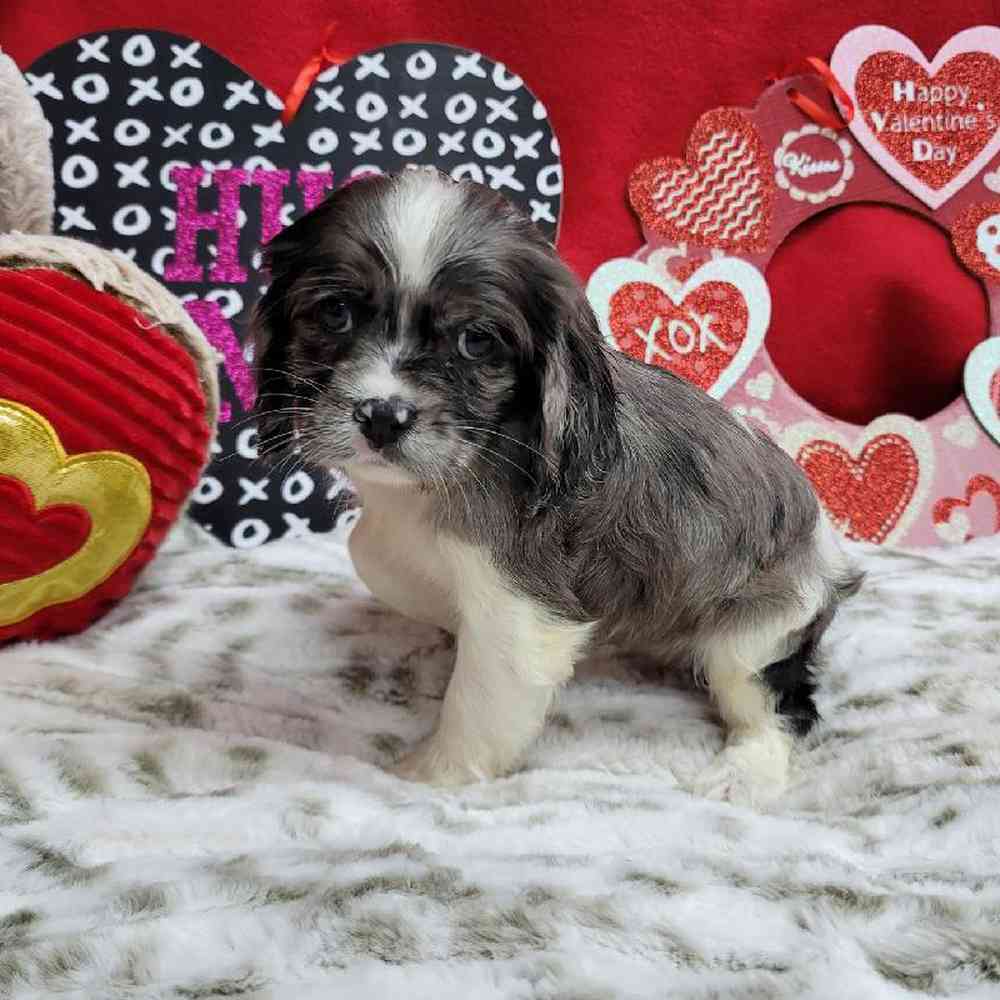 Female Cockapoo Puppy for Sale in Virginia Beach, VA