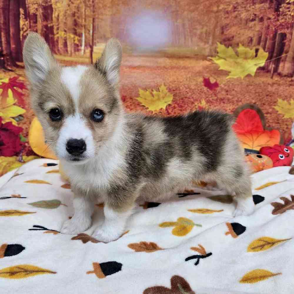 Male Pembroke Welsh Corgi Puppy for Sale in Virginia Beach, VA