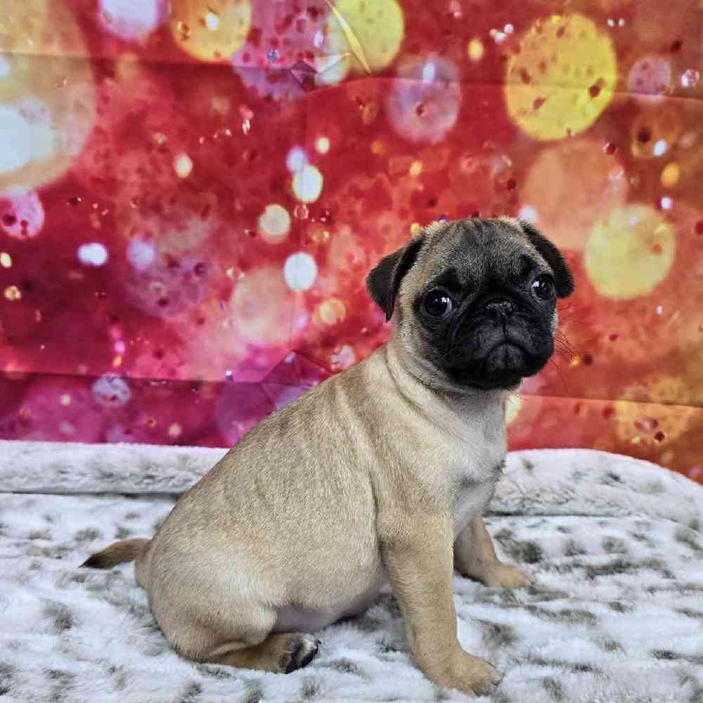Female Pug Puppy for Sale in Virginia Beach, VA