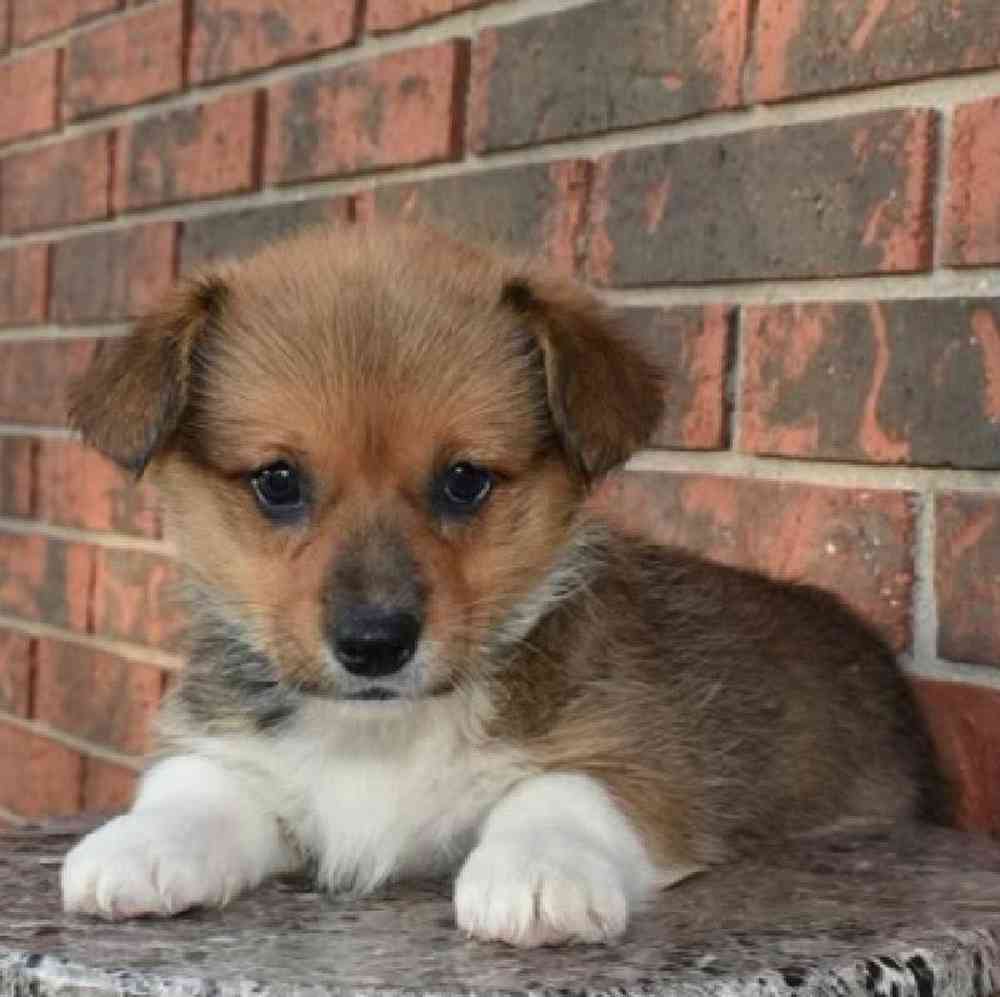 Female Pembroke Welsh Corgi Puppy for Sale in Virginia Beach, VA