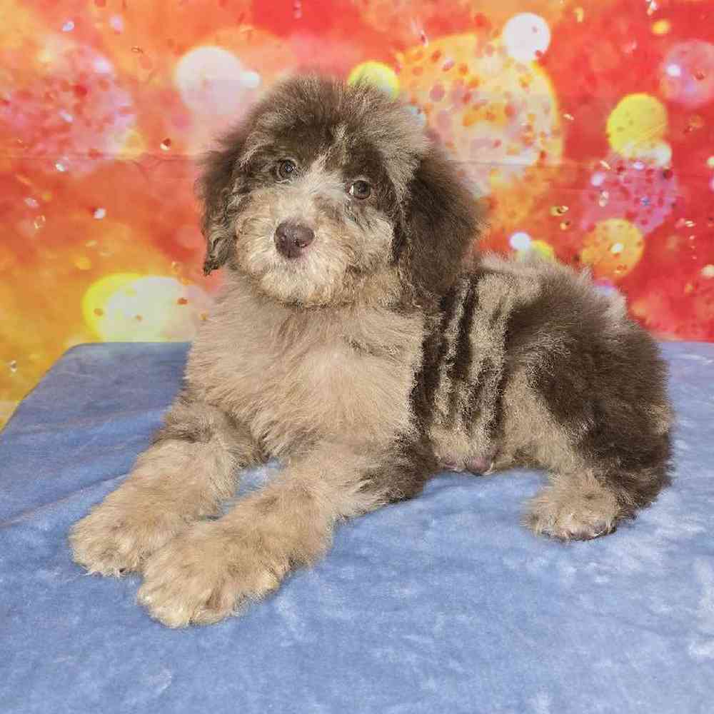 Female Standard Poodle Puppy for Sale in Virginia Beach, VA