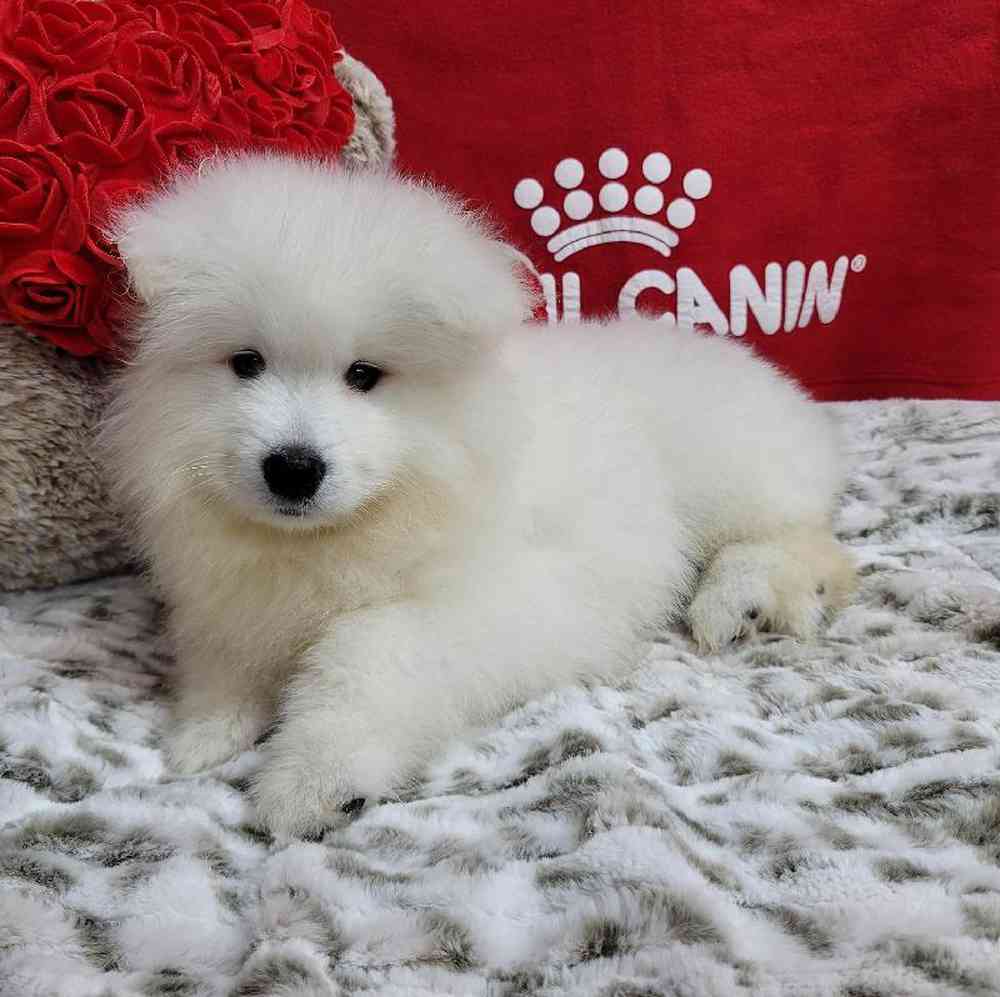 Male Samoyed Puppy for Sale in Virginia Beach, VA