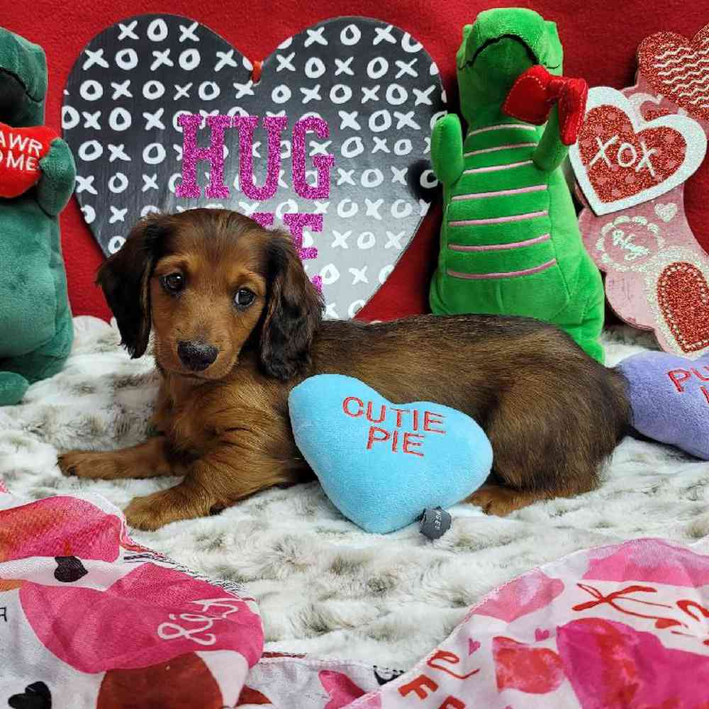 Male Dachshund Puppy for Sale in Virginia Beach, VA