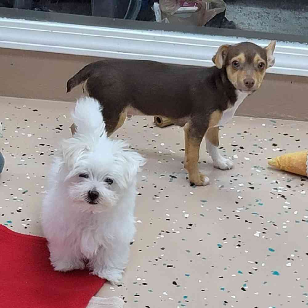 Male Rat-Chi Puppy for Sale in Virginia Beach, VA