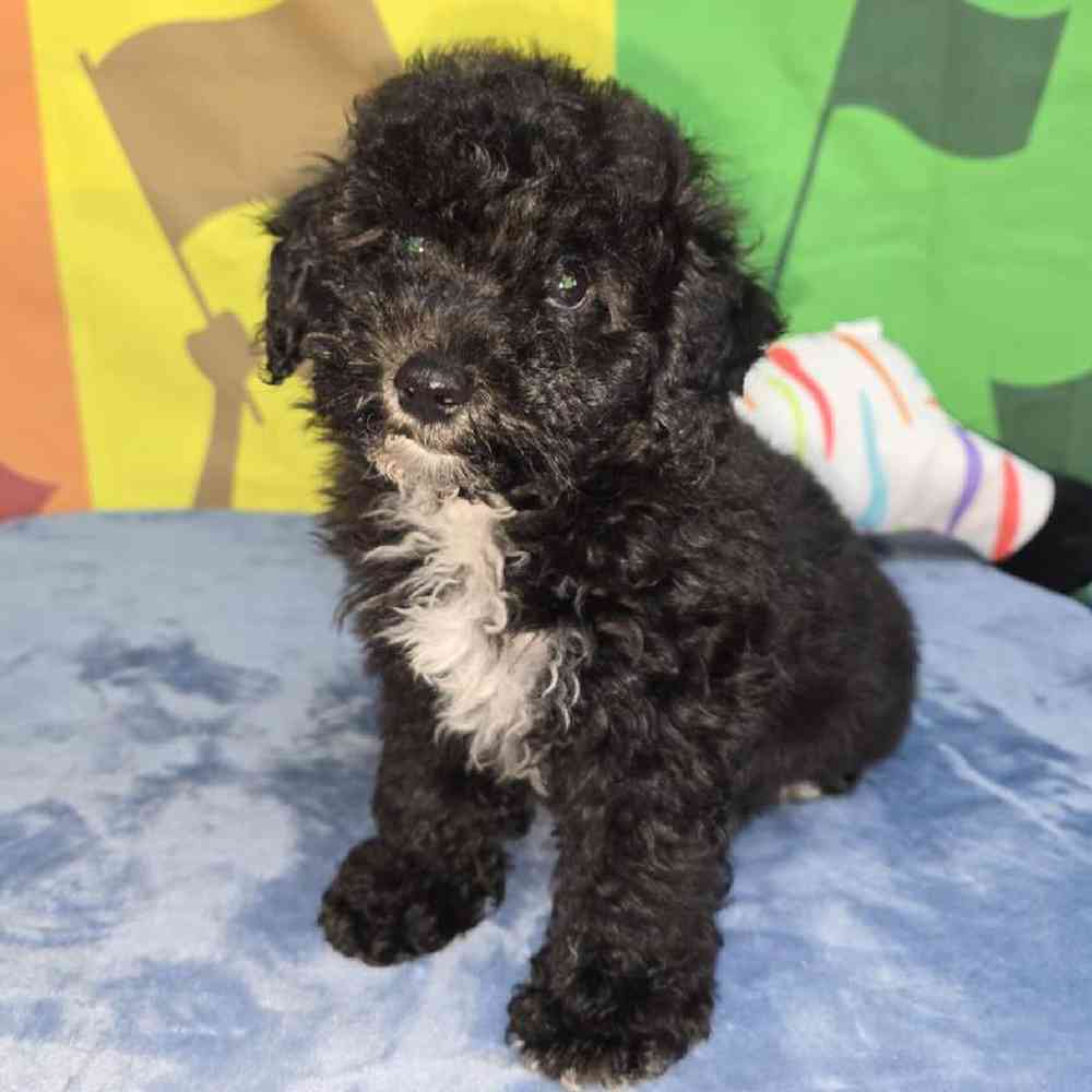 Female Bichonpoo Puppy for Sale in Virginia Beach, VA